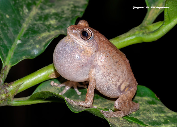 Chari's Bush Frog