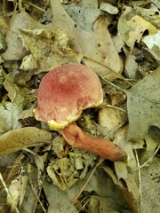 Gyroporus purpurinus
