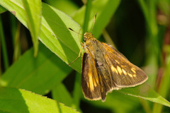 Poanes viator
