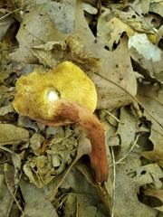 Gyroporus purpurinus
