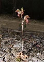 Pterostylis squamata