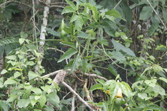 Cnidoscolus multilobus multilobus