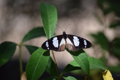 Lepidoptera