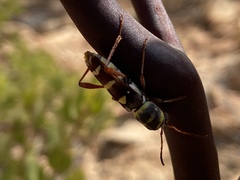 Neoclytus magnus