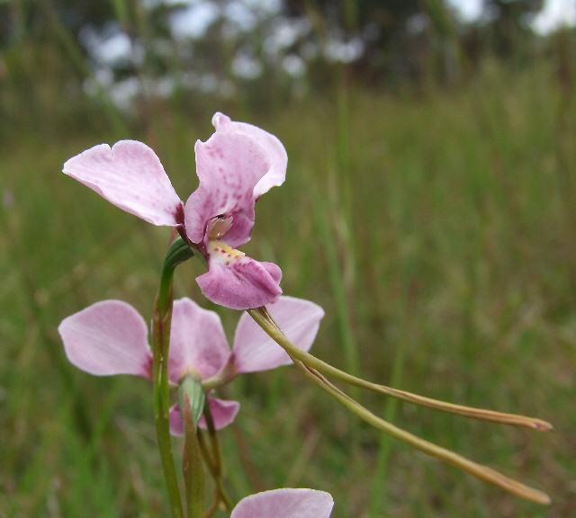 purple donkey orchid