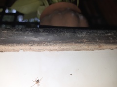 Theridiidae