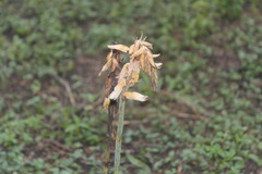 Sacoila lanceolata