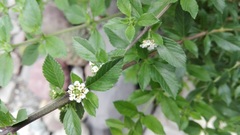 Lippia turbinata