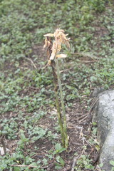 Sacoila lanceolata