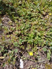 Potentilla anglica