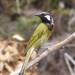 White-eared and Yellow-throated Honeyeaters - Photo (c) Reiner Richter, some rights reserved (CC BY-NC-SA), uploaded by Reiner Richter