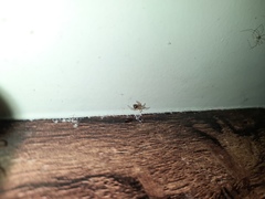Theridiidae
