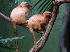 Leontopithecus rosalia
