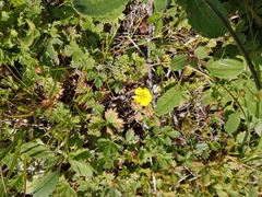 Potentilla anglica