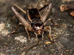 Teleogryllus mitratus