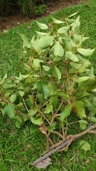 Macrosolen cochinchinensis