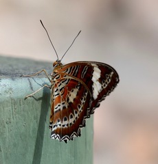 Cethosia penthesilea