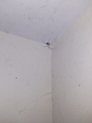 Crossopriza