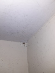 Crossopriza