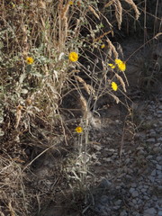 Picris hieracioides hieracioides