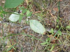Neoerysiphe galeopsidis