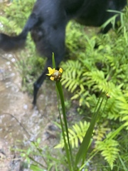 Xyris laxifolia