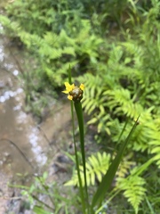 Xyris laxifolia