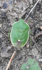 Chlorochroa persimilis