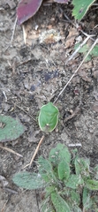 Chlorochroa persimilis
