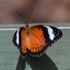 Cethosia penthesilea