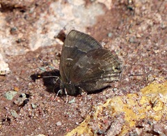 Ocaria ocrisia