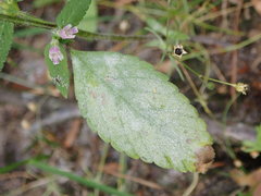 Neoerysiphe galeopsidis