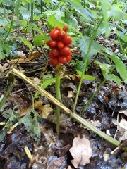 Arum maculatum