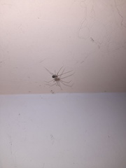 Crossopriza