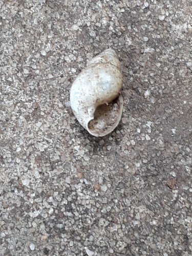 Leptinaria