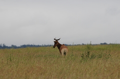Alcelaphus buselaphus cokii