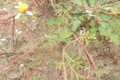 Foveolina tenella