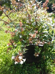 Abelia × grandiflora