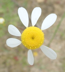 Foveolina tenella