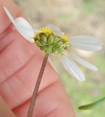 Foveolina tenella