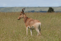 Alcelaphus buselaphus cokii