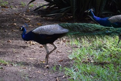 Pavo cristatus