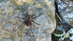Dolomedes raptor