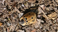 Dendroxena quadrimaculata