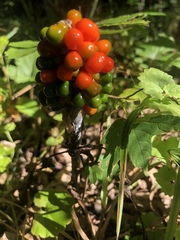 Arisaema dracontium