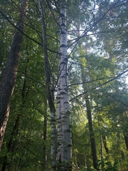 Betula pendula