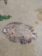 Zeugopterus punctatus