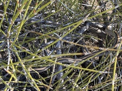 Salvadora deserticola