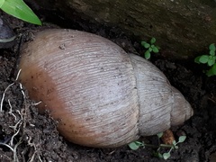 Megalobulimus oblongus