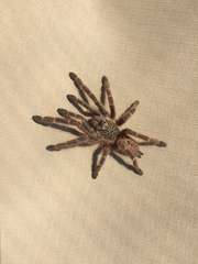 Pterinochilus murinus